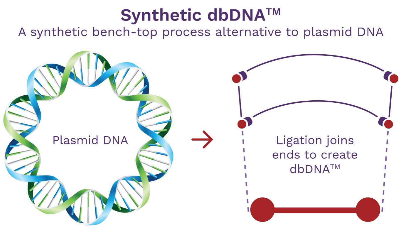 Touchlight synthetic doggybone DNA is a synthetic bench-top process alternative to plasmid DNA.