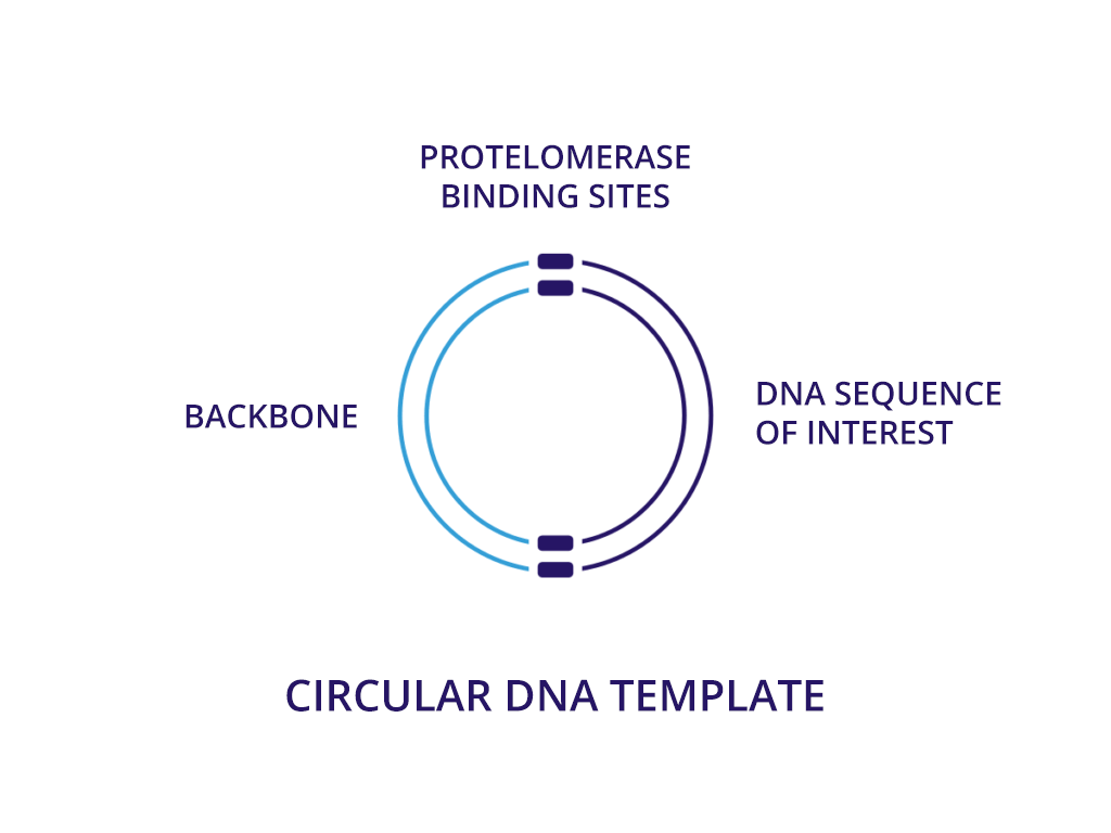 dbDNA process Circular DNA Template