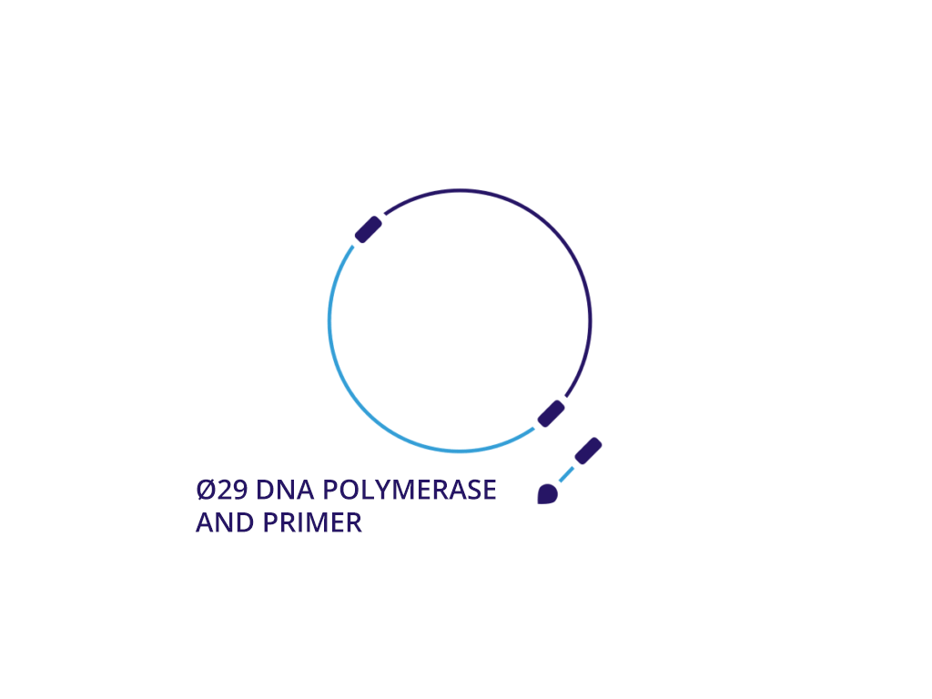 slide 3 029 DNA polymerase and primer