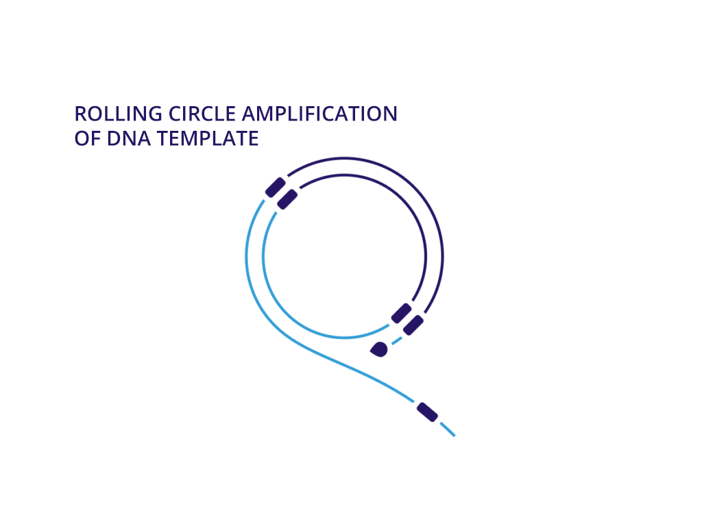 slide4 Rolling circle amplification of DNA template