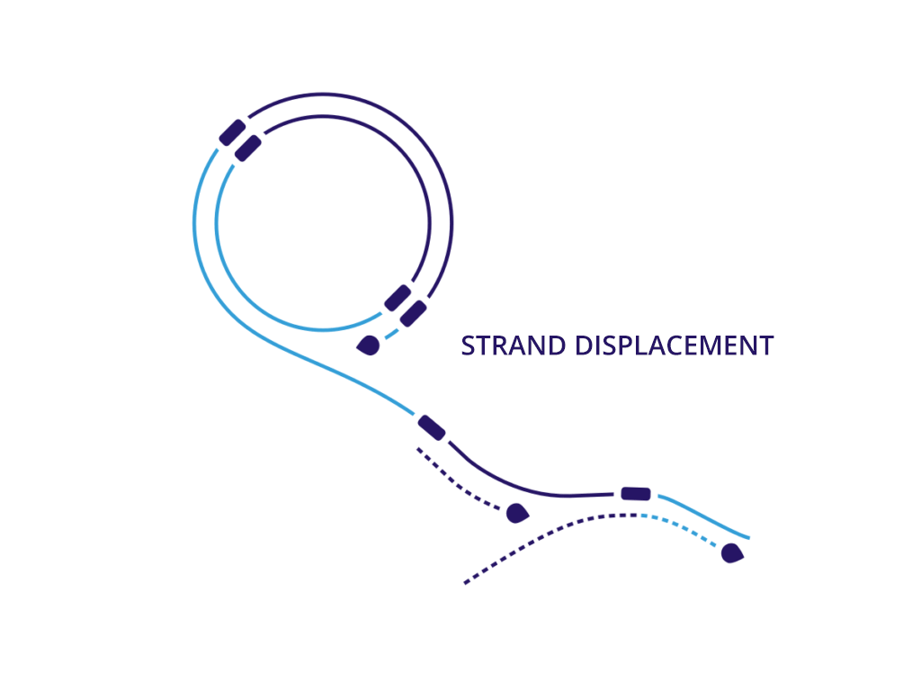 slide 5 strand displacement