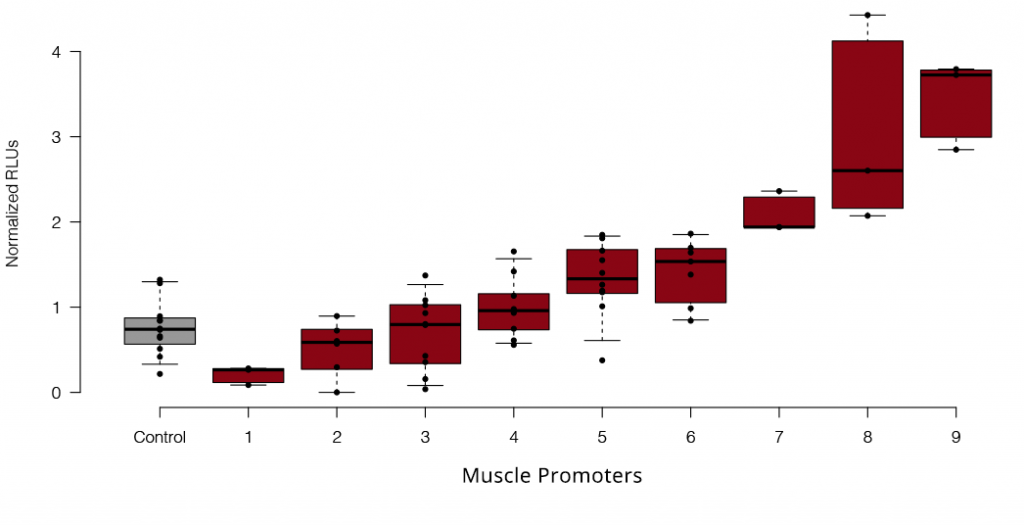 Muscle Promoters Box Plot Graph