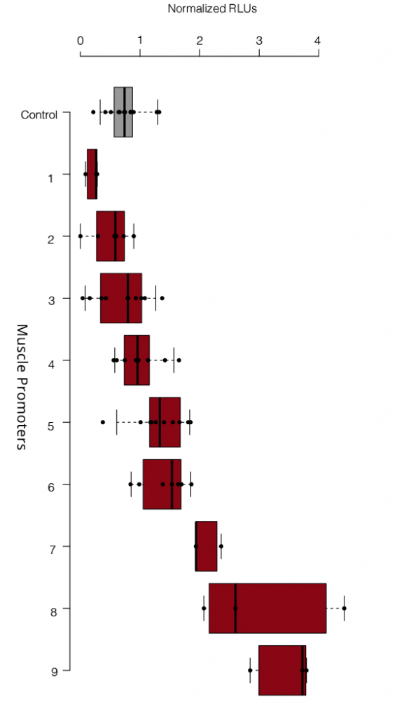 Our muscle-specific synthetic promoters offer a wide range of activities. Shown are the results from in vitro luciferase assays for different Synpromics promoters compared to a benchmark muscle promoter. The size of the synthetic promoters ranges from 270bp to 1kb.